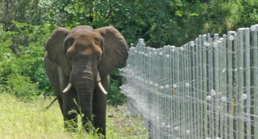Two Female Elephants Electrocuted to Death